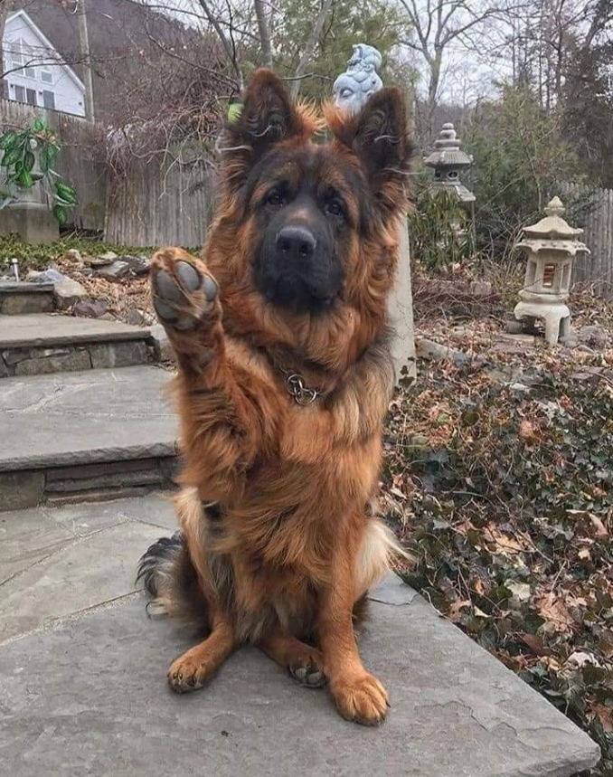 Best in Dogs tweet media