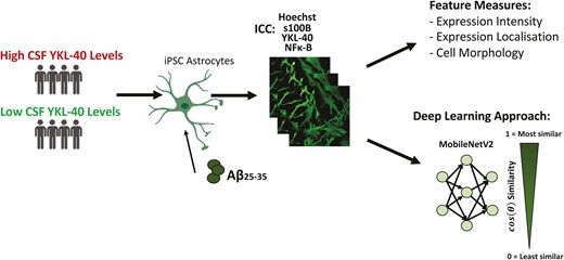 Changes in iPSC-astrocyte morphology reflect Alzheimer’s disease patient clinical markers
doi.org/10.1093/stmcls…