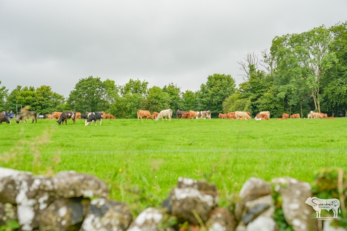 Teagasc (@teagasc) on Twitter photo Aonghusa Fahy’s suckler beef farm in Ardrahan, Galway was a hive of activity on 15 June as up to 1,800 visitors from across the region descended on the family farm for <a href="/AgriAware/">Agri Aware</a>'s Open Farm 2025. Aisling Molloy, #FutureBeef Advisor, <a href="/TeagascBeef/">Teagasc Beef</a> has more bit.ly/4lp4ayA Aonghusa Fahy’s suckler beef farm in Ardrahan, Galway was a hive of activity on 15 June as up to 1,800 visitors from across the region descended on the family farm for <a href="/AgriAware/">Agri Aware</a>'s Open Farm 2025. Aisling Molloy, #FutureBeef Advisor, <a href="/TeagascBeef/">Teagasc Beef</a> has more bit.ly/4lp4ayA