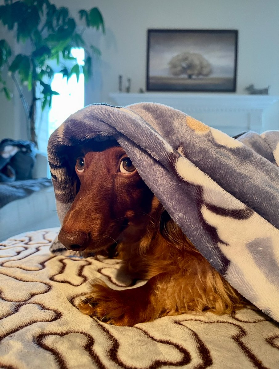 Happy Throwback Thursday!!! Sherman on a chilly winter day! 🥶 ❤️