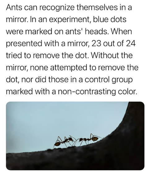 Did you know ants can recognize themselves in a mirror?” 😂