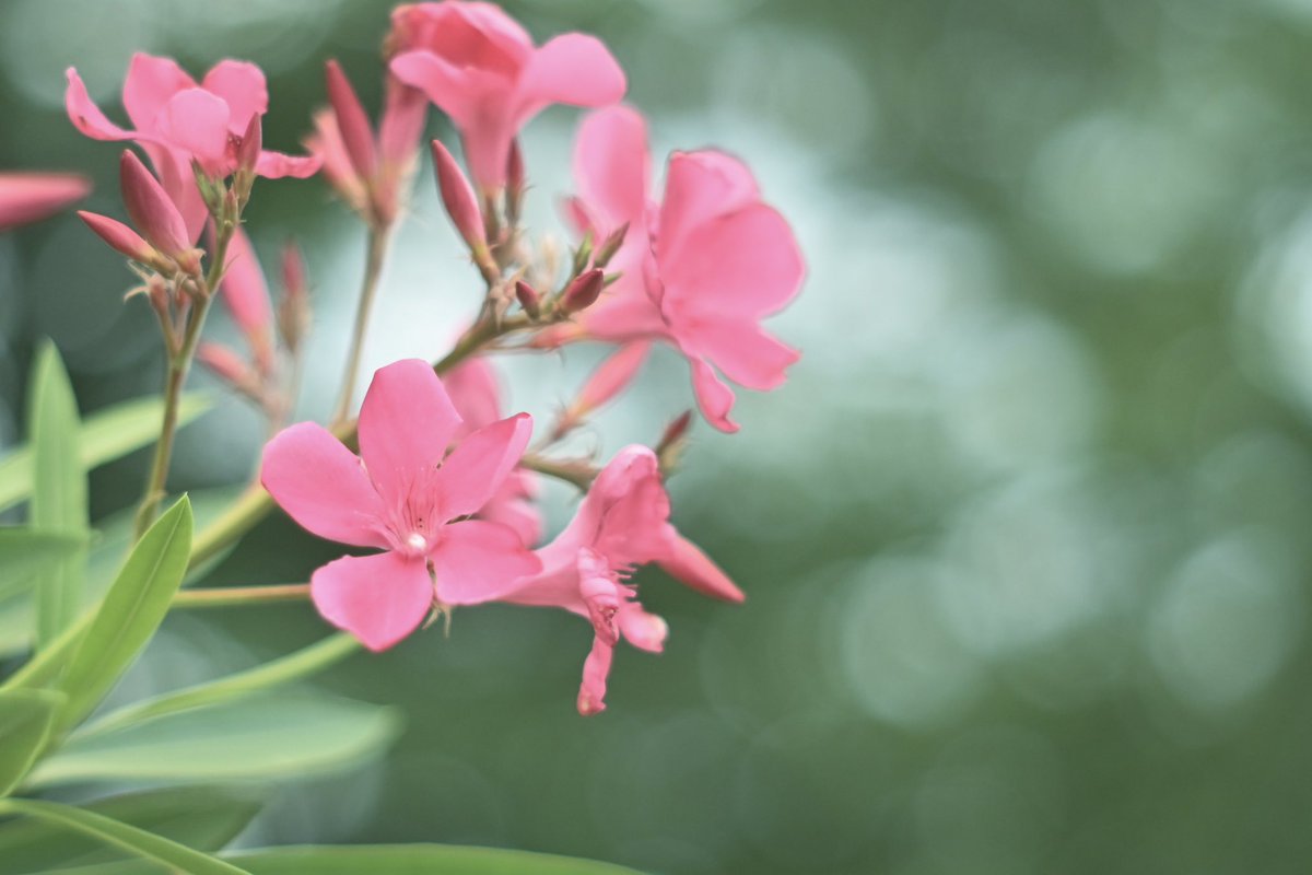 okav.com | 【个撮】不管什么姿势都可以拍下来！结花？ 穂高结花 DLDSS