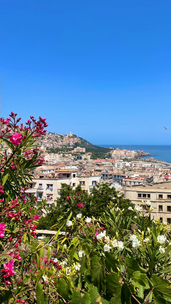 MonstreSansNom's tweet photo. juin à Alger https://t.co/bLdoYMAfnz