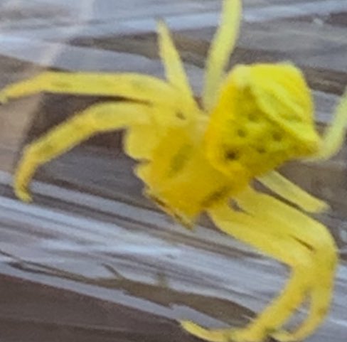 Bu örümceği ismini bilen var mı