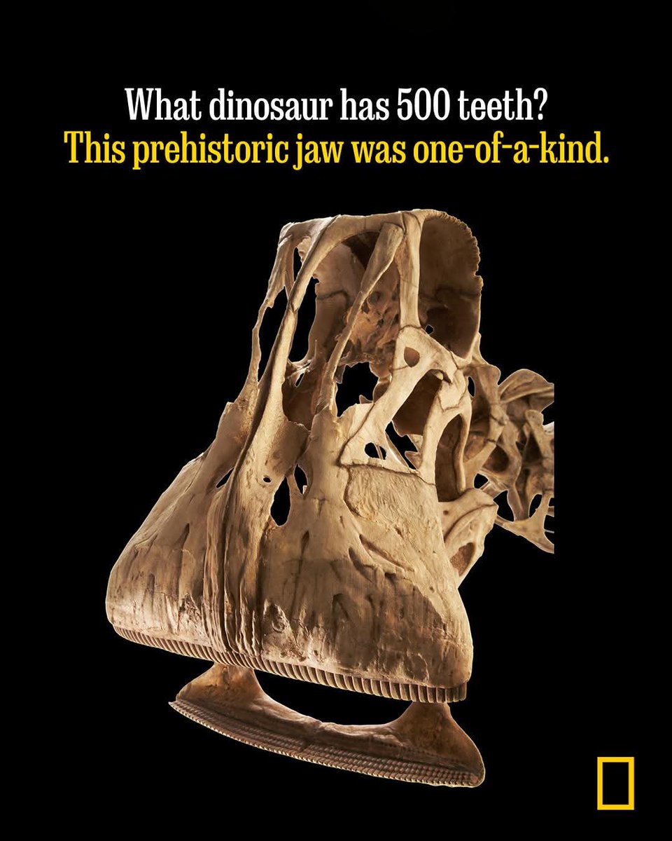 brianbgeronimo's tweet photo. Human: *needing dental plan to straighten teeth*
Nigersaurus 105 million years ago:
#nigersaurus #teeth https://t.co/Y1NfgvJgXI