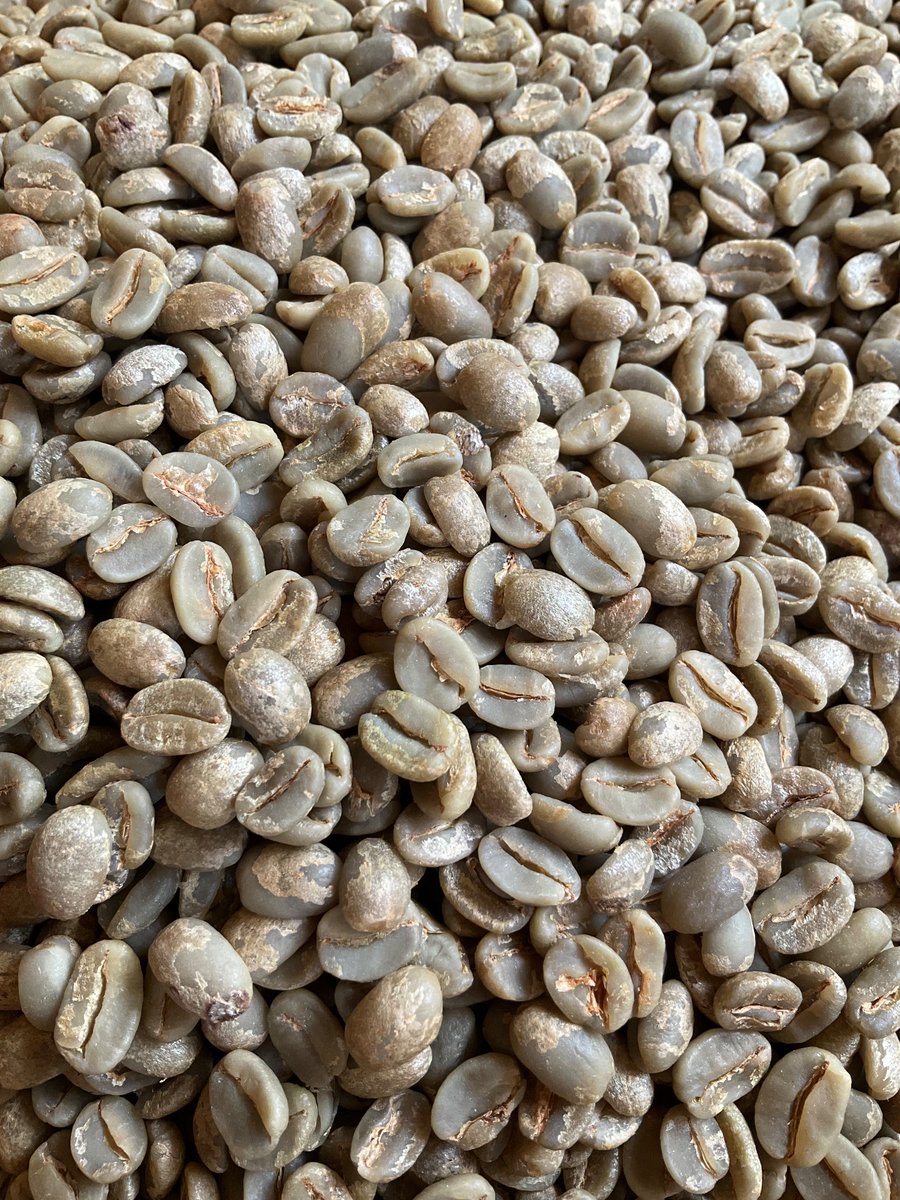 tomceze's tweet image. #TomsGreenCoffee #greenCoffeeBeans #NaturalProcessing #arabicaNatural #SL28 #SL34 Feb’25 harvest, 1800-1900masl, 12,2%, #RwenzoriCoffee #specialtyArabica #OrganicCoffee #greenCoffee #ProudlyUgandan #coffeeTours
