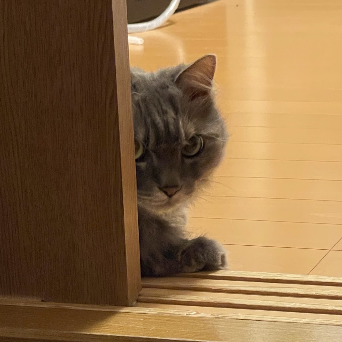 waranekodo's tweet photo. ここを通りたければ通行料を出しなさい。
え？もちろんちゅーるに決まってるでしょ。
くれるまでどかない門番猫。
#猫3行日記
#ねこ https://t.co/VJ2JT8TLLz