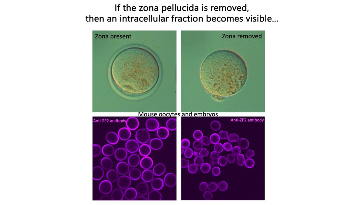 BoianiMichele's tweet image. One sometimes needs a second look and different approaches to realize that not all was as it first seemed. It appears that the quintessential characteristic structure of #oocytes, the zona pellucida, has not only extracellular functions but also intracellular functions, which…