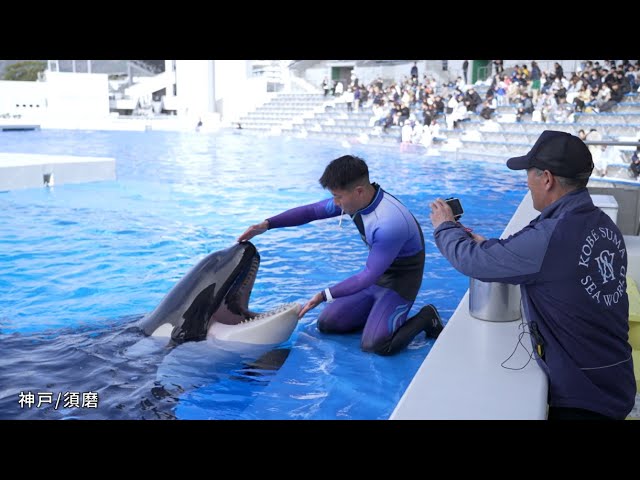 ソニーPCLは、ソニーのテレプレゼンスシステムの新展開として神戸須磨シーワールドのシャチの健康観察を、遠く離れた千葉の鴨川シーワールドから行う実証実験を行いました。
"遠隔"での健康観察はどのように行われたのか？YouTubeでぜひご覧ください。
youtu.be/hse9wGaeAp4