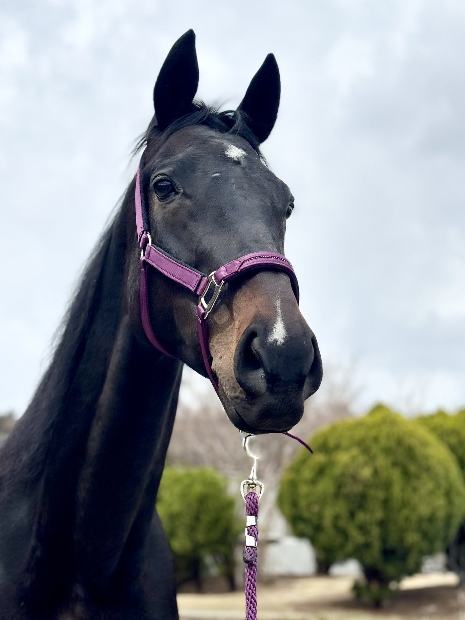 バカラ　走る馬 ゼンカ - ウマシェア - TCC 引退競走馬ファンクラブ