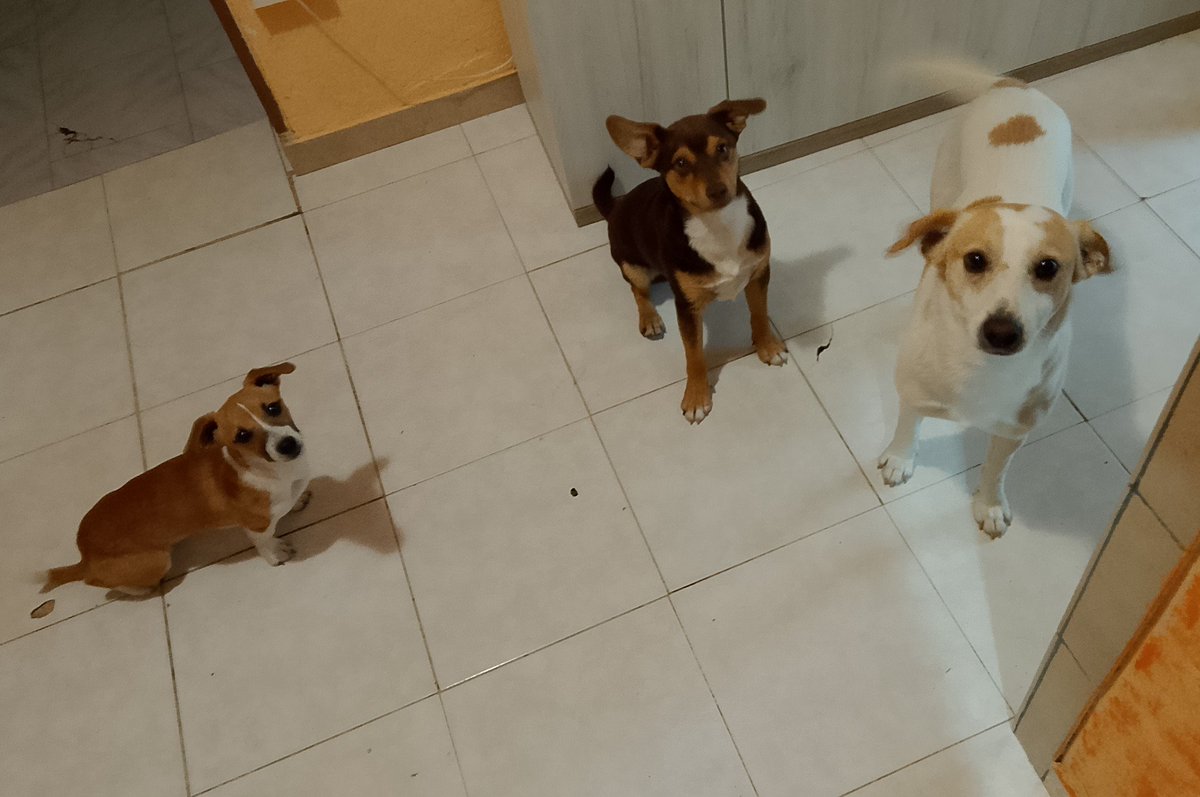 RabbitsRodents's tweet photo. Buongiorno a tutti i miei amici da Jack, Pisellino e Tommy 🐶🐶🐶. Buon giovedì ☺️🤗🌹❤️😘🤩👋🏻💋🐾. https://t.co/jOf53XjCMG