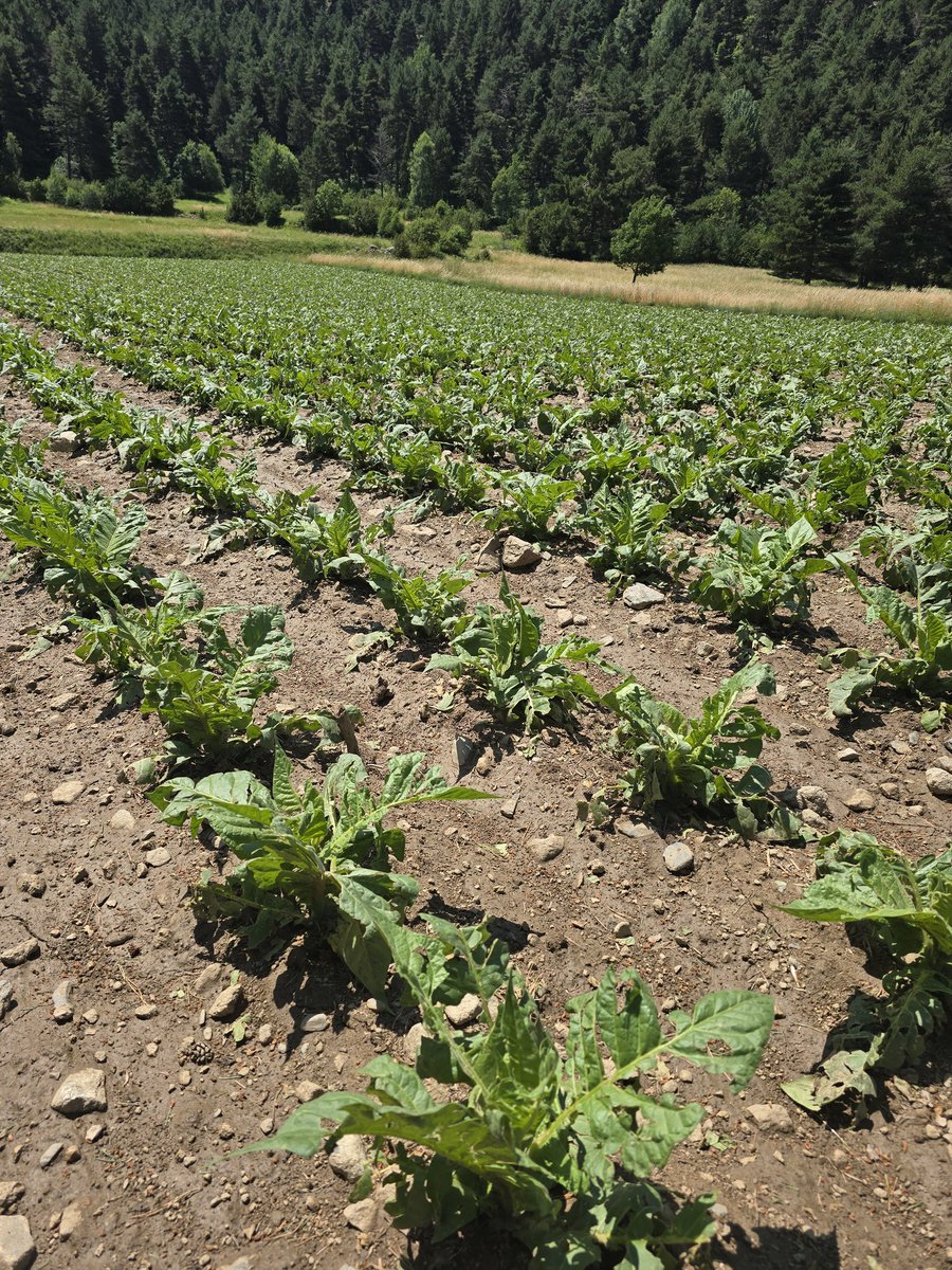 Pedregat, ja veurem si es recupera, i si ho fa tampoc és garantia que no torni a pedregar 🌿😥