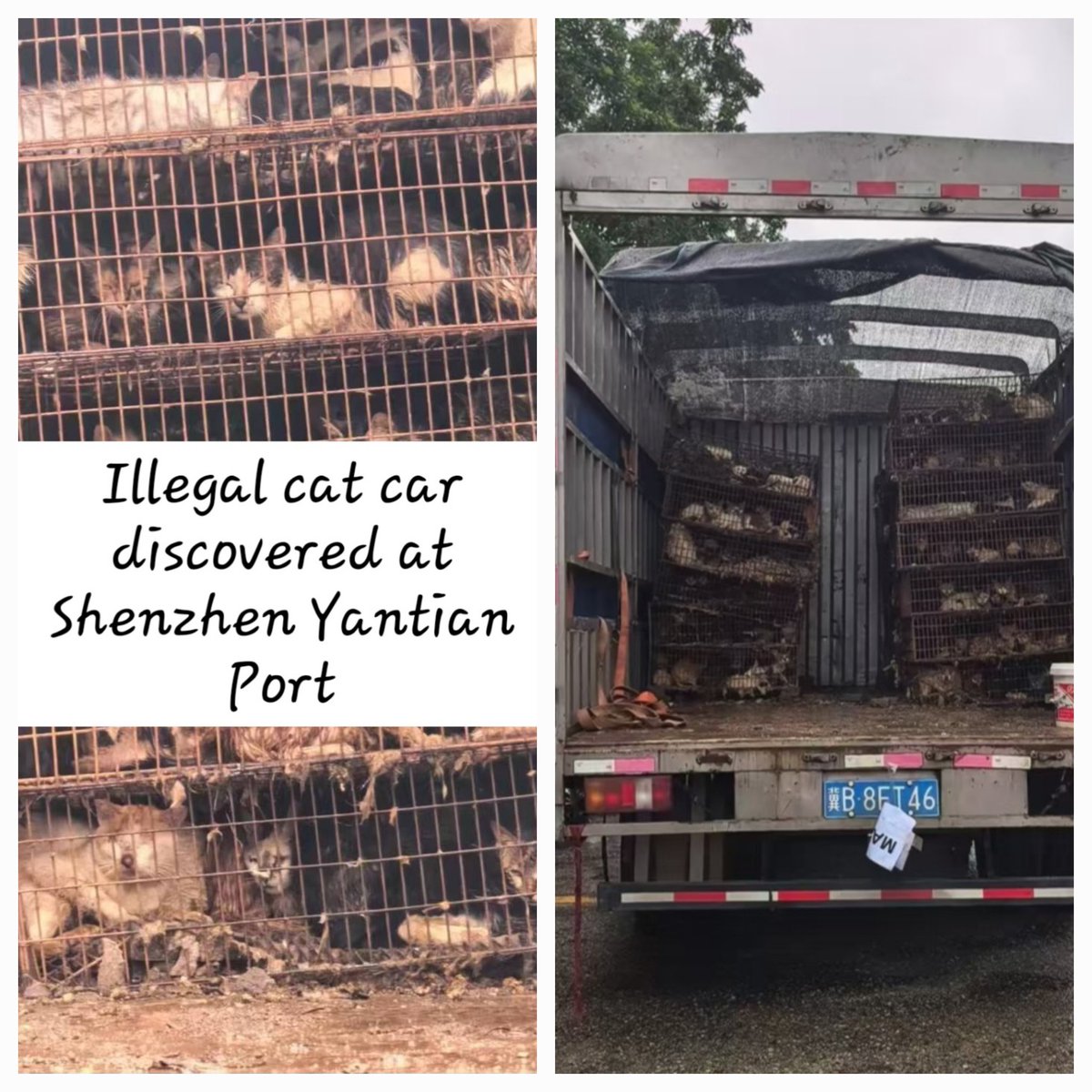 WeAreNotFood's tweet photo. A cat car was found in Shenzhen, Guangdong, China. June 26th, 2025.

#illegalcatmeattrade #wearenotfood #bantheconsumptionofcats #catslivesmatter #stopanimalabuse https://t.co/YZfjY5qEOH
