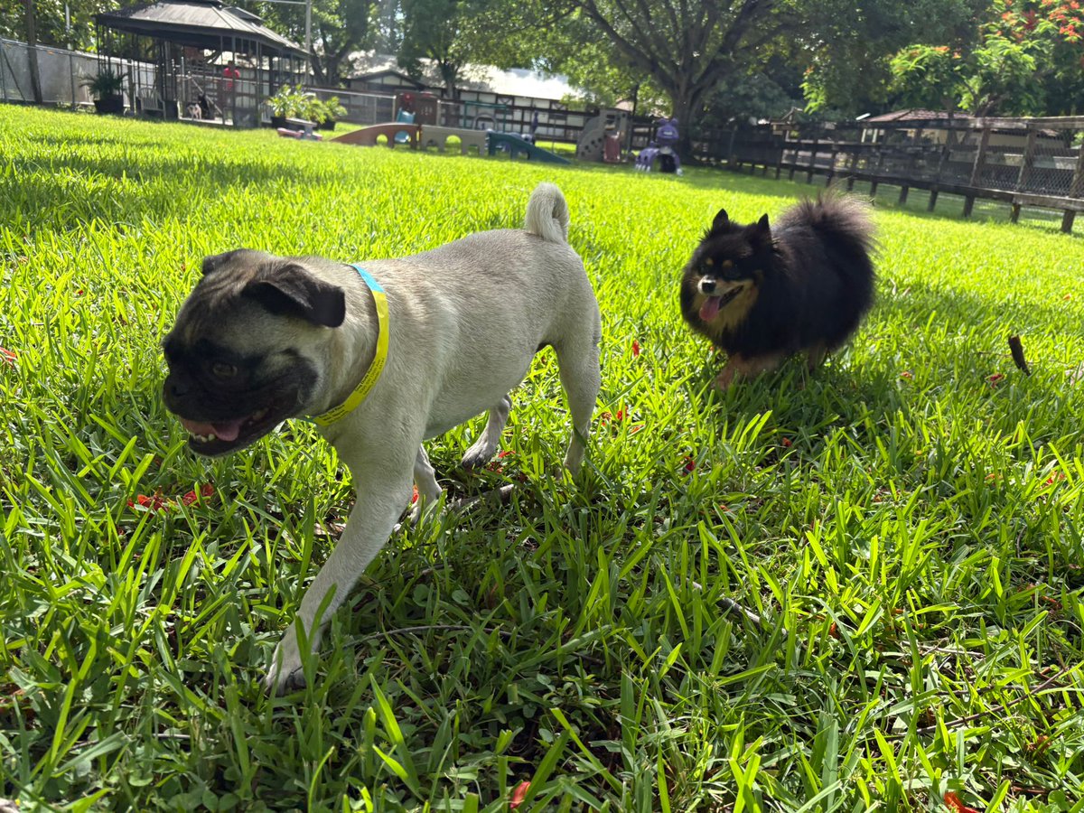 DogDudeRanch's tweet image. Dogs are social animals.
They need the pack to feel safe, happy, and fulfilled.
At Dog Dude Ranch, they get that bond — every single day.
Give your dog more than a walk. Give them a tribe.
#DogPack #DogSocialization #HappyDogs #DogDaycare #DogDudeRanch
🐾