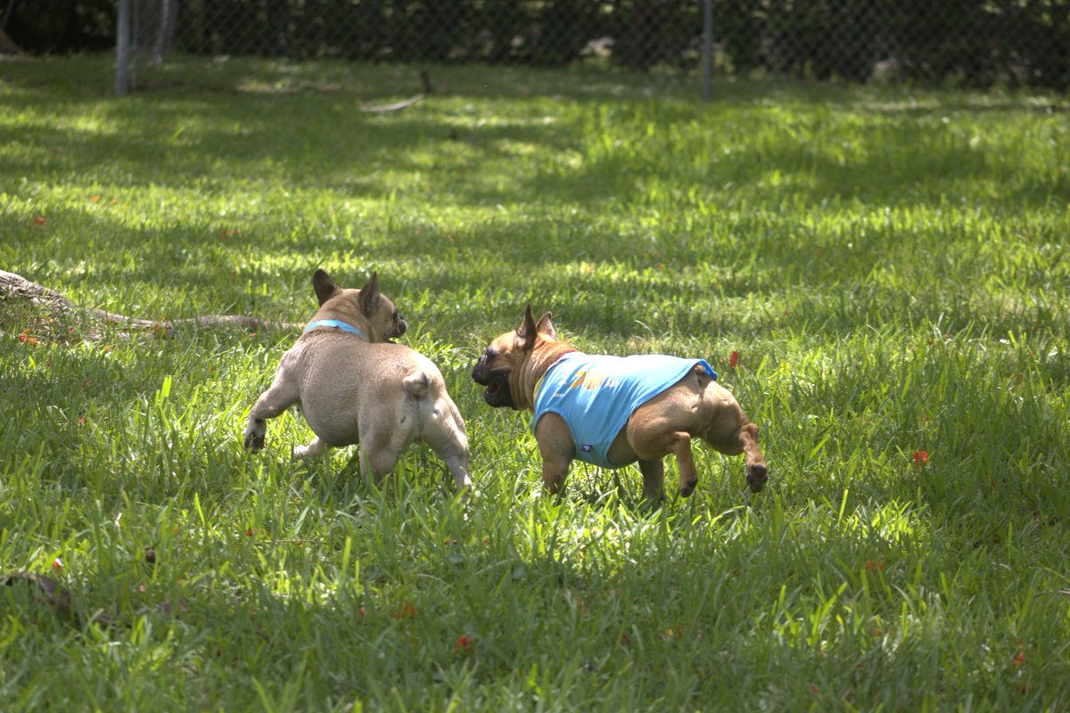 DogDudeRanch's tweet image. Dogs are social animals.
They need the pack to feel safe, happy, and fulfilled.
At Dog Dude Ranch, they get that bond — every single day.
Give your dog more than a walk. Give them a tribe.
#DogPack #DogSocialization #HappyDogs #DogDaycare #DogDudeRanch
🐾