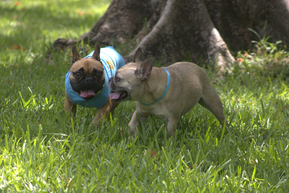 DogDudeRanch's tweet image. Dogs are social animals.
They need the pack to feel safe, happy, and fulfilled.
At Dog Dude Ranch, they get that bond — every single day.
Give your dog more than a walk. Give them a tribe.
#DogPack #DogSocialization #HappyDogs #DogDaycare #DogDudeRanch
🐾