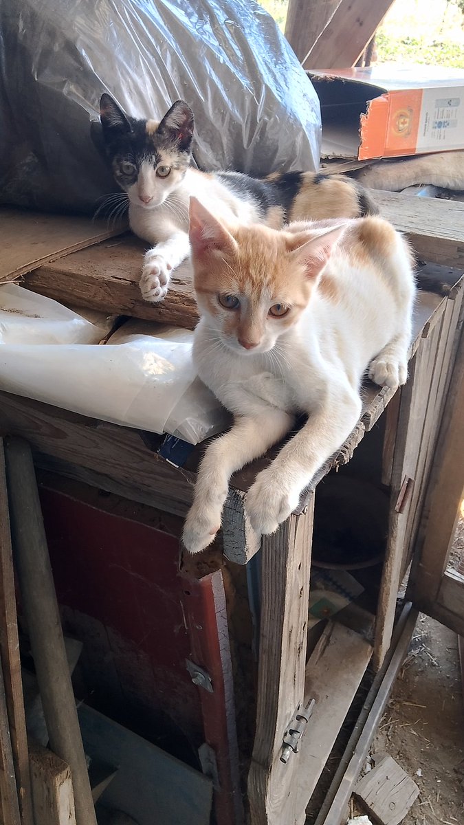RabbitsRodents's tweet photo. Buon giorno anche da Simba e Nala 🐾💋🤩👋🏻😘❤️🌹🤗😺😺. https://t.co/REdFOhpHMd