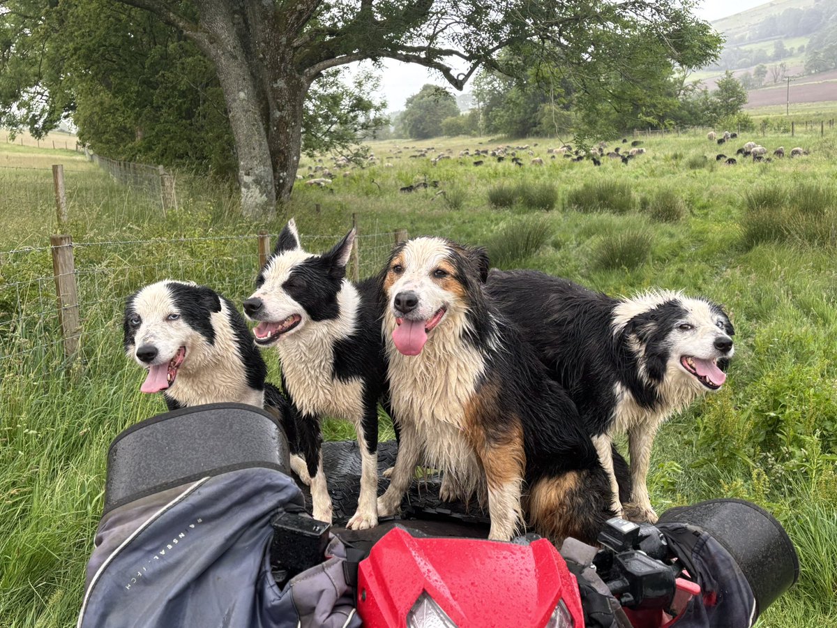 James Rebanks tweet media