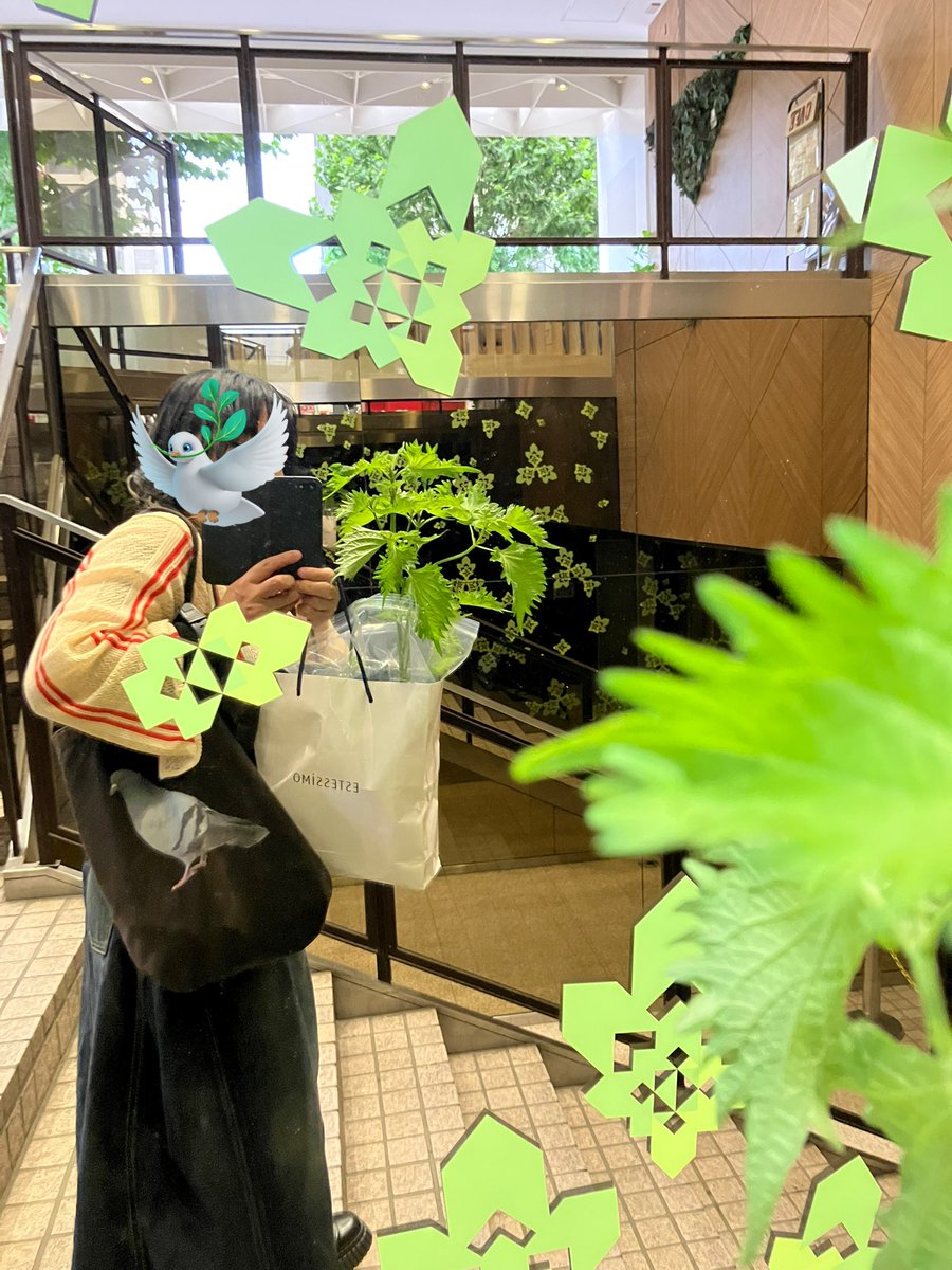 担当の美容師さんから苗を貰ったので大切に栽培して色々な料理でキメたいと思います🌱