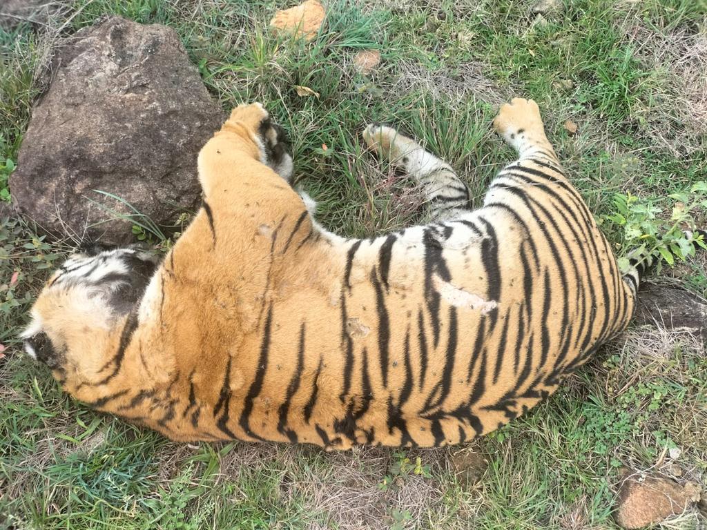 Karnataka Forest Minister Eshwar Khandre orders probe into the "unnatural death" of a tigress &amp; four cubs in Male Mahadeshwar Hills under Hugyam forest range in the state. Investigation will be led by a team under Principal Chief Conservator of Forests. Pics shared by forest dept
