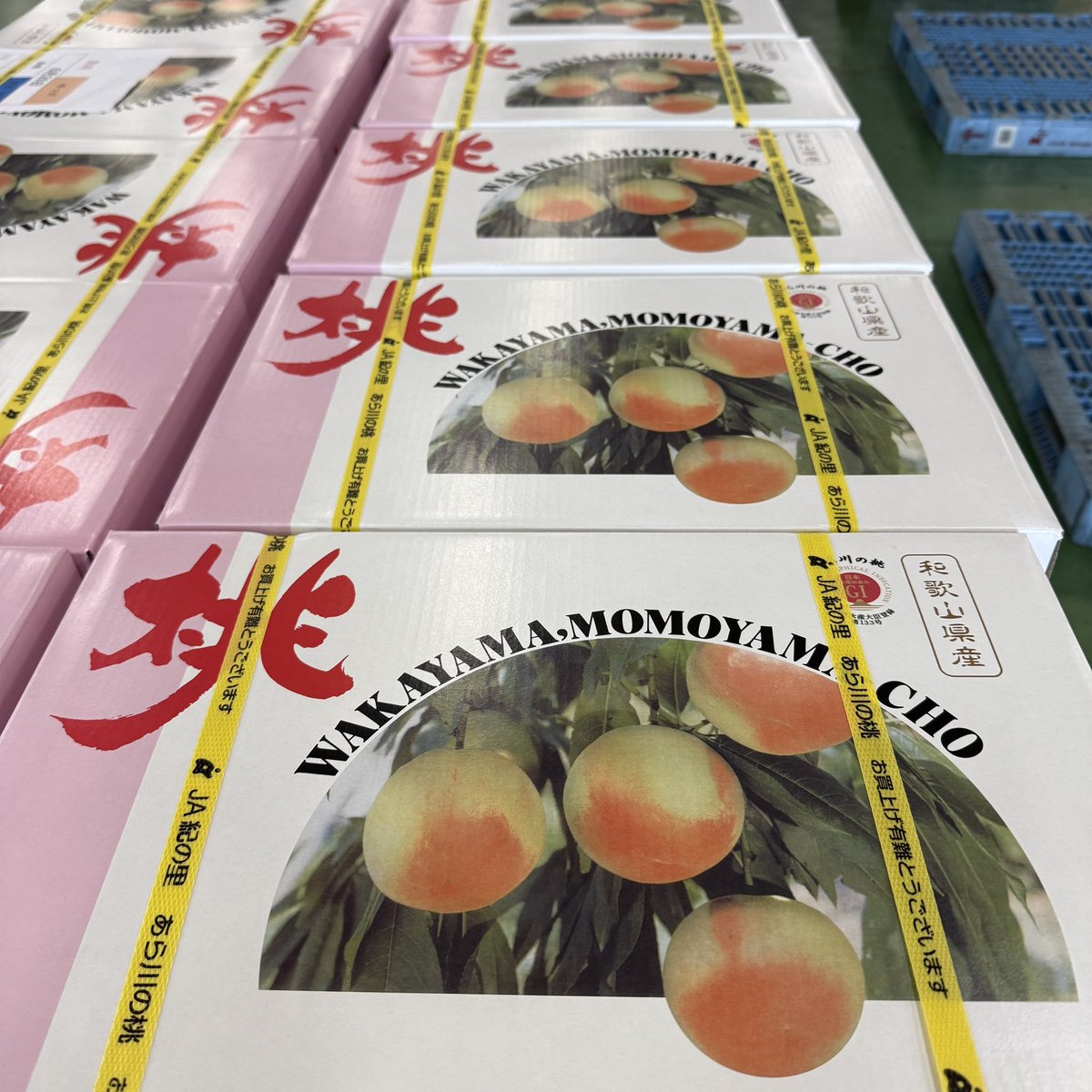 ooosan_003's tweet photo. 🍑【あら川の桃、販売本格化！】🍑
紀の川市では、夏の風物詩「あら川の桃」の販売が本格化しています！
めっけもん広場や市内の直売所には、朝から多くの人が訪れ、桃を手に取る姿があちらこちらに✨

#あら川の桃 #桃直売所 #めっけもん広場 
#紀の川市 #きのかわ暮らし https://t.co/piHQ657DjC