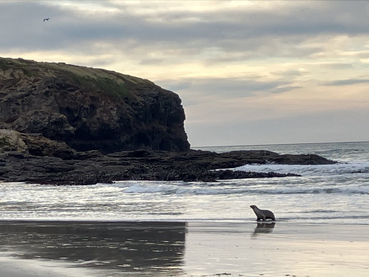 Young sea lion at Lawyers Head, Dunedin June 2025.