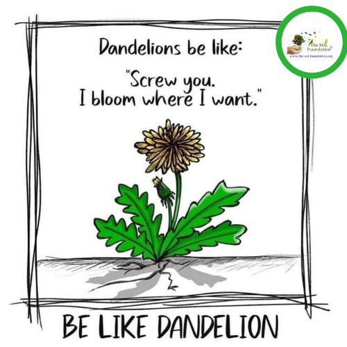 Be Free 🌼

#thesolfoundatoon #Dandelions #Flowers #quotes #thoughtoftheday #BloomingBlossom #bloom #love #nature #NatureLovers #NatureBeauty #SOLEmpowerment #endhunger #Planttrees #donate #share #quoteoftheday #Memes #funny #fun #lessons #Life #LifelongLearning