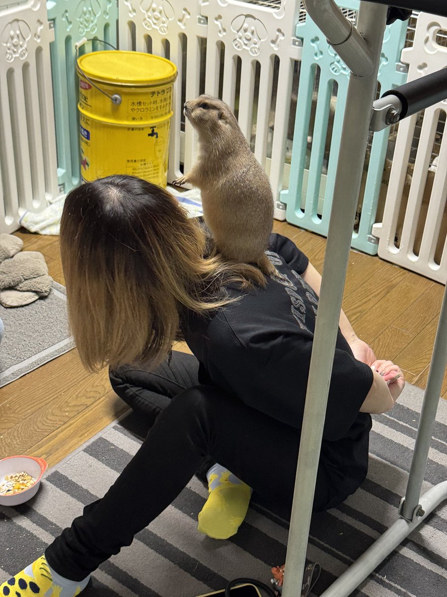 mutou710's tweet image. 今日は、一昨日Xでレッドローチの話で盛り上がったゆみちゃんが、レッドローチとりにきてくれました!
ランチでピザパスタバイキングしたりポッケと遊んだりしてたら、爬虫類の話で盛り上がる時間が無くなった🤣