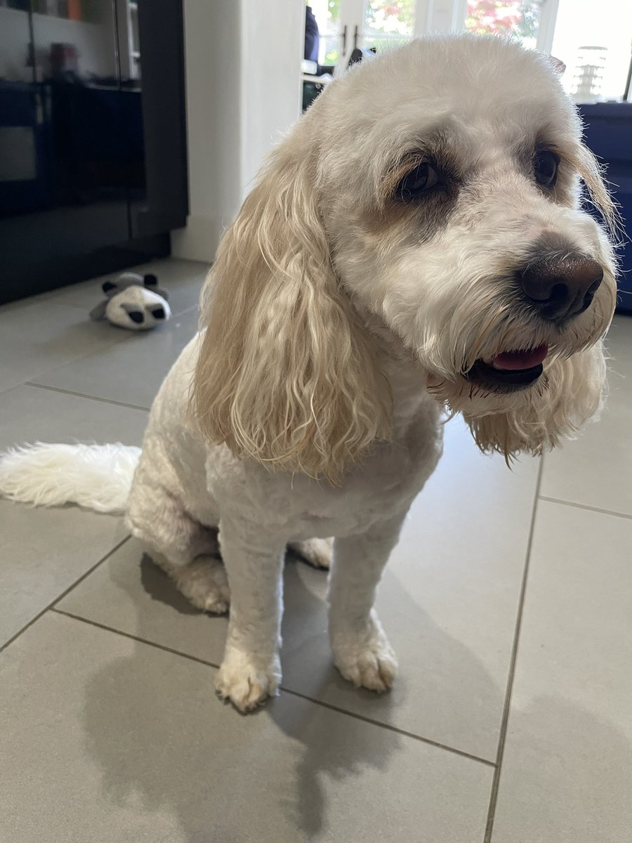 Daisy Dog tweet media