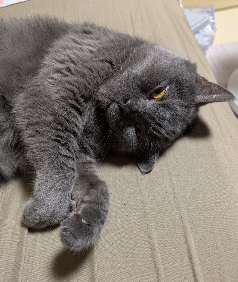 GzUFD8idNy33805's tweet image. 寝る直前
怖いぞー
#ネコ　#ブリテッシュショートヘア　#BritishShorthair　#cat　#猫のいる暮らし