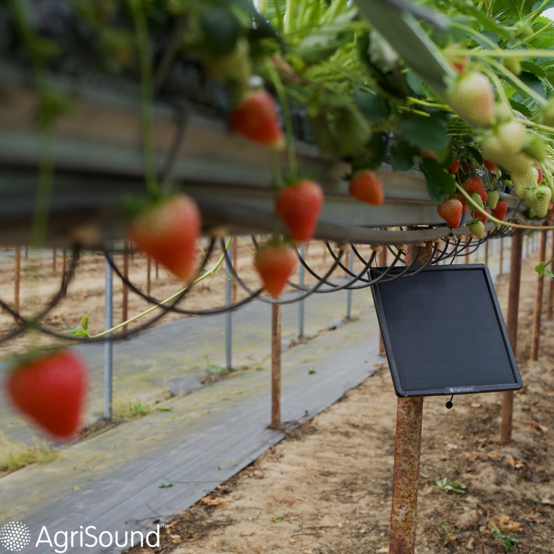 AgriSoundTech's tweet image. โก No power?
๐ถ No Wi-Fi?
โ
No problem.
AgriSound sensors use solar power and work anywhere - even in the most remote fields.
#AgriTech #SmartFarming #PollinationMonitoring