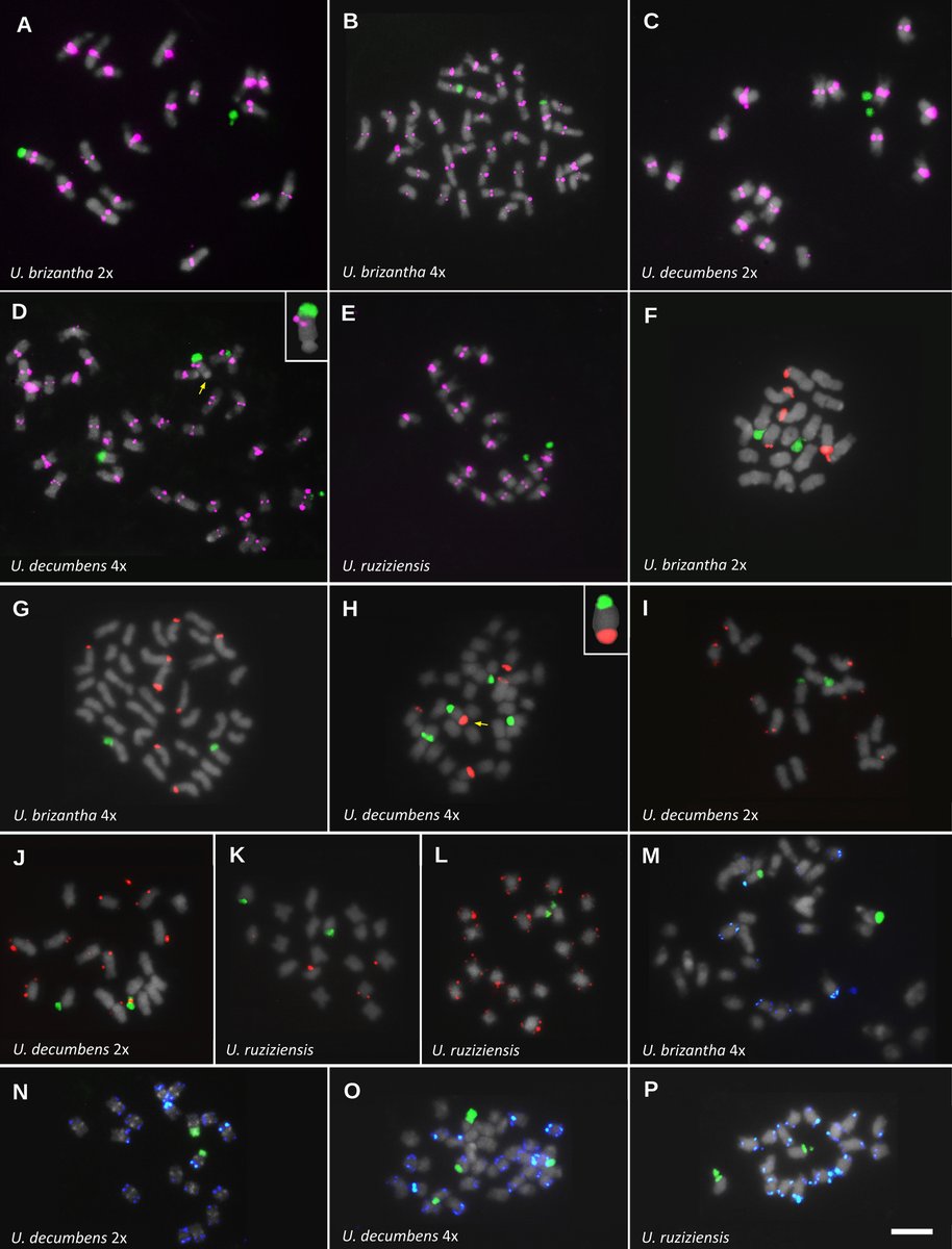 GenomeJournal's tweet photo. Grown widely for feeding #livestock, Urochloa grasses are key to #sustainable cattle farming. @vhtechio examined the #DNA "repeats" that make up over half of their genomes—offering insights into their evolution and breeding potential
https://t.co/Kaqk6bF6fY 
🧬🌾 #FoodSecurity https://t.co/18gNu2cE8x