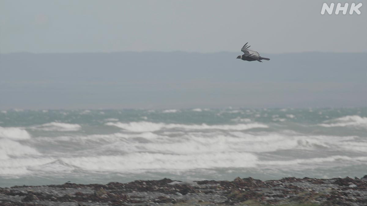 ダーウィンが来た！ on X