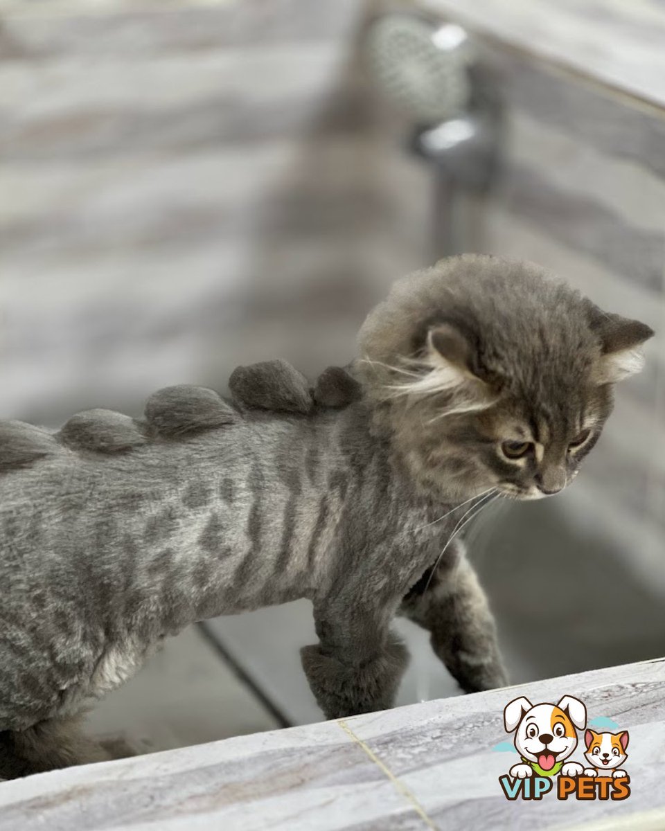 _VipPets's tweet photo. Did you know that regular grooming goes far beyond just a clean, good-looking coat?

🔬 Research shows that grooming stimulates lymphatic drainage, which helps your pet’s body eliminate toxins more efficiently. This natural detox process strengthens their immune system over time. https://t.co/XC6uIWVLAI