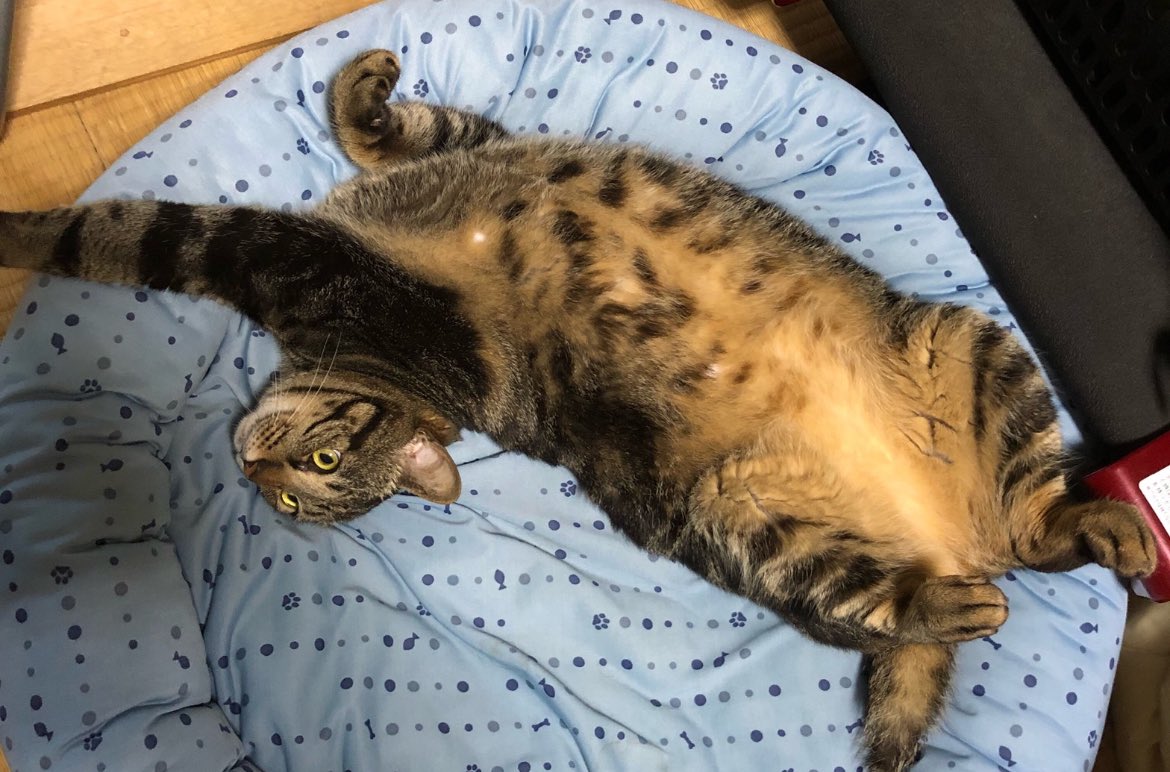 参考画像
①おじいちゃんに魚焼きグリルを見せてもらうネコちゃん
②おじいちゃんに転がされるネコちゃん
③おじいちゃんの布団で眠るネコちゃん
④おじいちゃんにお腹を見せるネコちゃん