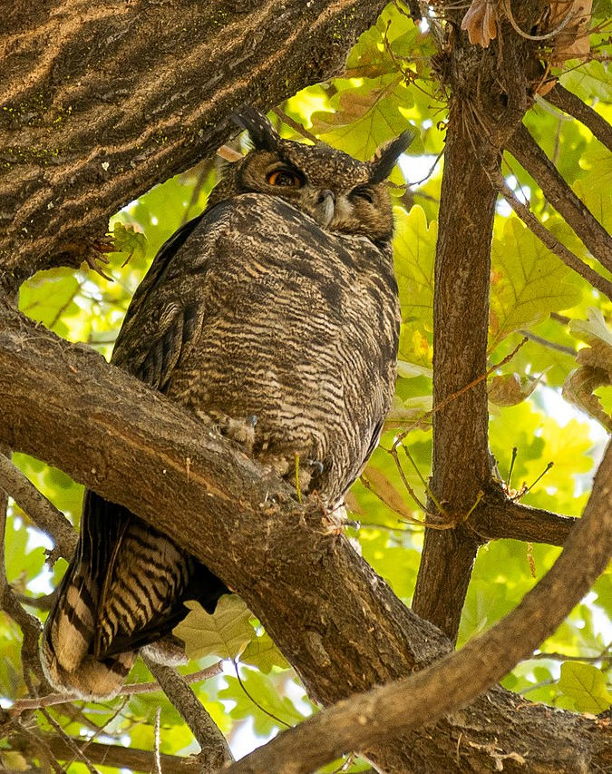 Did you know there's a lesser horned owl? (pictured here) birdsoutsidemywindow.org/2025/06/26/did…