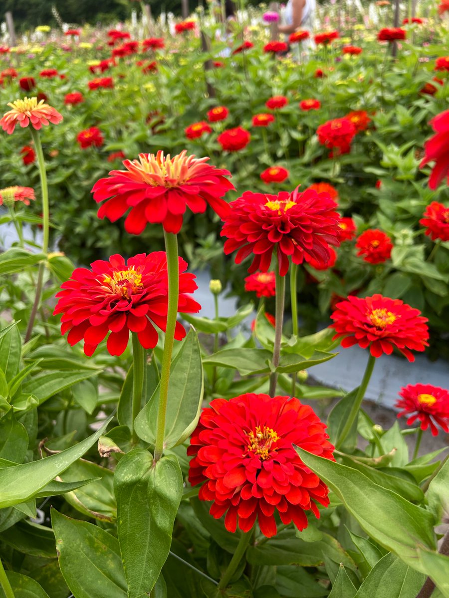 Here are more of those gorgeous Zinnias from my trip to Trask family farm earlier this week 🤩🌱🐝

#Flowers #Gardening #Zinnias #Summertime #GulfOfMexico #Plants #FlowerReport