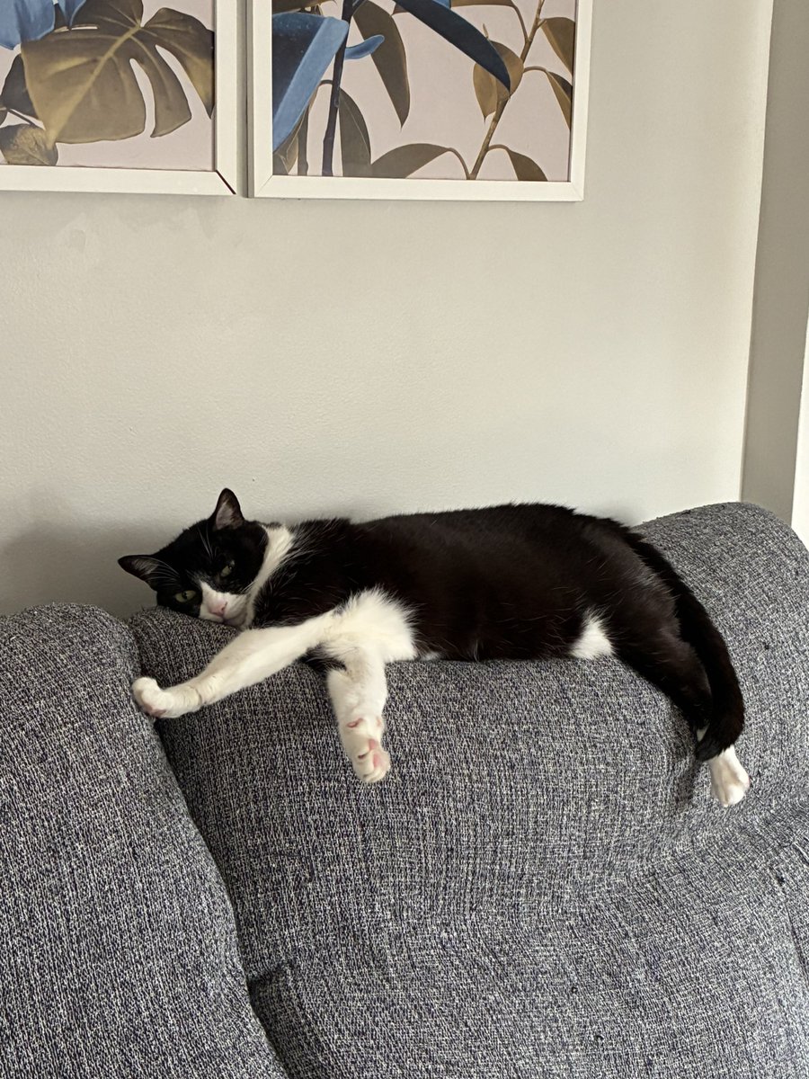 evanlhee's tweet image. 👇🏻cheia de #preguiça