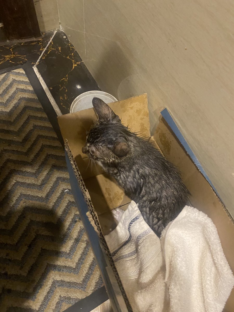 satoru_minamoto's tweet image. 大雨の中で大鳴きしていたので保護しました、、、！とりあえず浴槽の中に