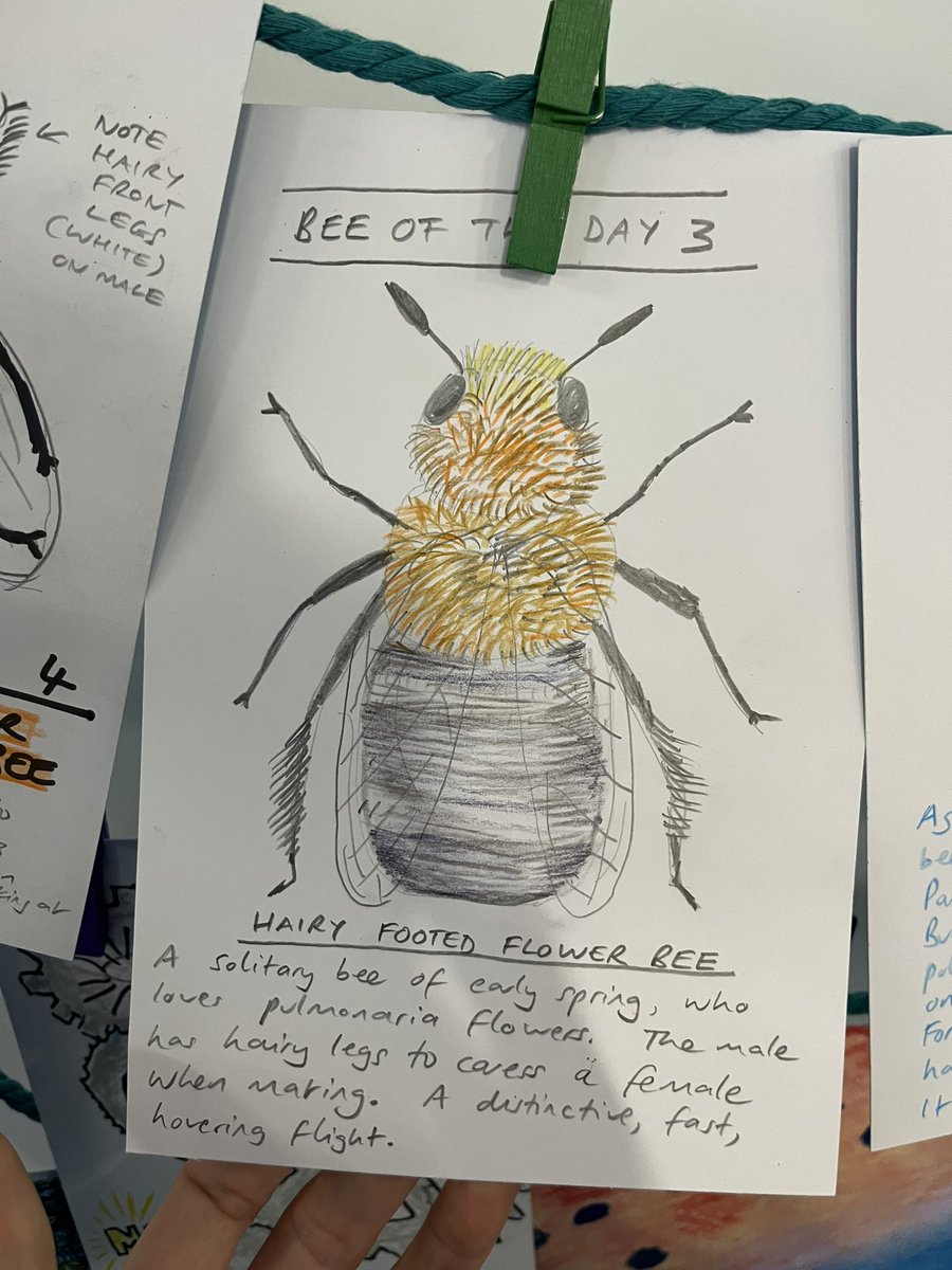 dr_l_evans's tweet image. For those waiting on Bee of the Day. We have enjoyed the bees tremendously!