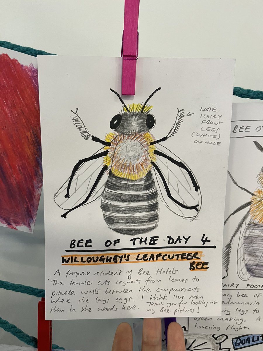dr_l_evans's tweet image. For those waiting on Bee of the Day. We have enjoyed the bees tremendously!