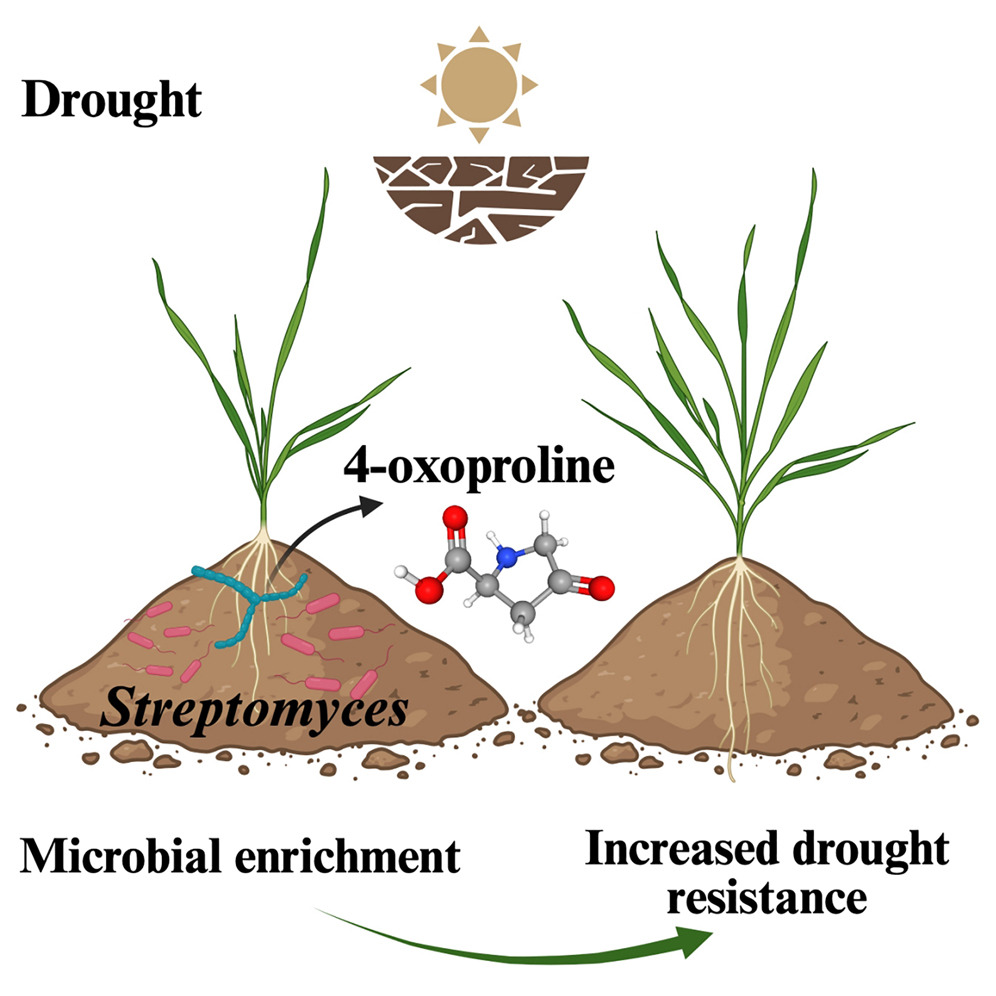 Abiotic stress in plants (Green Survivors) (@abioticstress) on Twitter photo Article by Li et al. <a href="/hongweiliu10/">Dr Hongwei Liu</a> <a href="/ManuDelBaq/">ManuDelgadoBaquerizo</a> <a href="/wang_juntao/">Juntao WANG</a> <a href="/Prof_Braj_Singh/">Prof Brajesh Singh</a> <a href="/westsyduhie/">Western Sydney U - HIE</a> <a href="/westernsydneyu/">Western Sydney University</a> <a href="/cellhostmicrobe/">Cell Host & Microbe</a>
#Drought-induced plant #microbiome and #metabolic enrichments improve drought resistance
cell.com/cell-host-micr…
<a href="/sci_plant/">Plant Science</a> <a href="/MiCRop_research/">MiCRop - Microbial Imprinting for Crop Resilience</a> <a href="/PSMISB/">Plant Specialized Metabolites</a> Article by Li et al. <a href="/hongweiliu10/">Dr Hongwei Liu</a> <a href="/ManuDelBaq/">ManuDelgadoBaquerizo</a> <a href="/wang_juntao/">Juntao WANG</a> <a href="/Prof_Braj_Singh/">Prof Brajesh Singh</a> <a href="/westsyduhie/">Western Sydney U - HIE</a> <a href="/westernsydneyu/">Western Sydney University</a> <a href="/cellhostmicrobe/">Cell Host & Microbe</a>
#Drought-induced plant #microbiome and #metabolic enrichments improve drought resistance
cell.com/cell-host-micr…
<a href="/sci_plant/">Plant Science</a> <a href="/MiCRop_research/">MiCRop - Microbial Imprinting for Crop Resilience</a> <a href="/PSMISB/">Plant Specialized Metabolites</a>