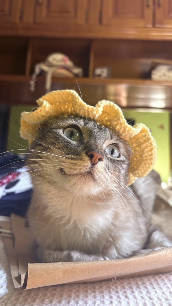 olayaribeiro's tweet photo. Una princesita con su sombrero nuevo🌻 https://t.co/Z6BDrGKsgp