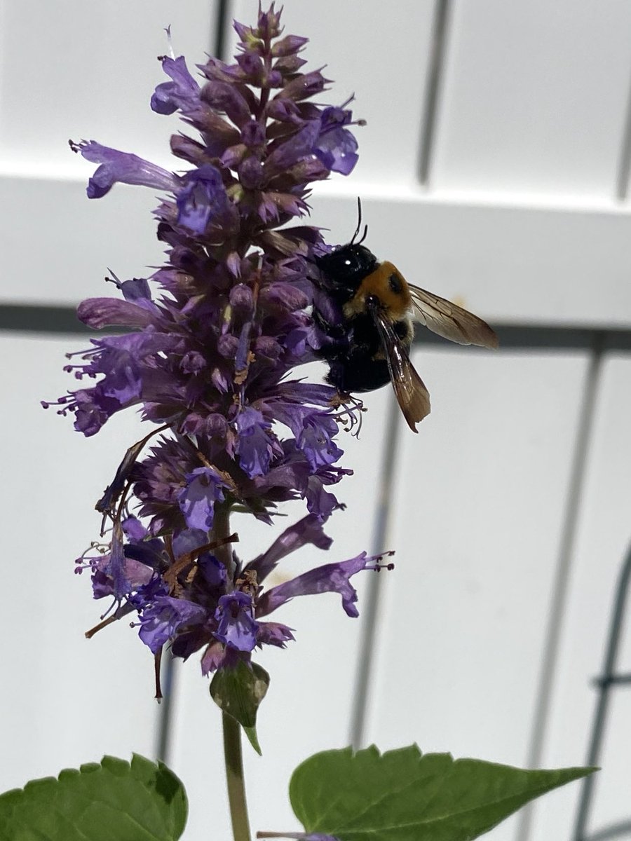 This #bee is having a pollen field day on the flower of hummingbird mint! Have a good Thursday, friends. #InsectThursday  #GardeningX