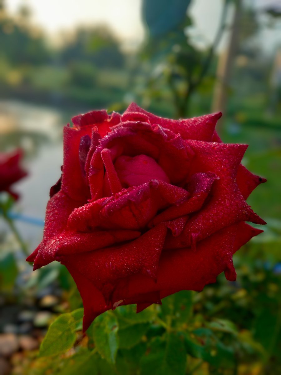 บานหมดแล้วครับ ดอกไม้เฉาผักก็เน่าหมด ฝนตกทุกวัน เมื่อยทักมานะครับว่างถึงกลางเดือนหน้าเลยงับ
#🧑‍⚕️💆‍♀️#นวดชายโคราช