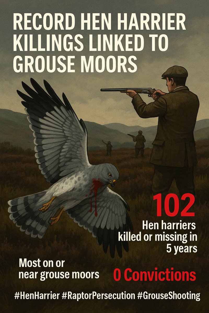 🔴 102 Hen Harriers.
🔫 0 convictions.
🟤 Grouse moors. Gamekeepers. Silence from Westminster.

How many more must die?
#HenHarrier #RaptorPersecution #GrouseShooting #WildlifeCrime

rarebirdalert.co.uk/v2/Content/Hen…