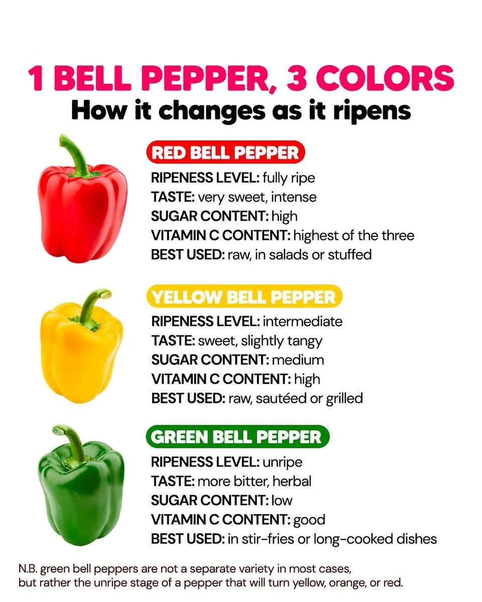 BarbaraOneillAU's tweet photo. 1 BELL PEPPER, 3 WONDERFUL COLORS 😍✨

💚The natural green color of bell peppers comes from the presence of chlorophyll.
As the pepper ripens on the plant, the chlorophyll breaks down and other pigments begin to develop, such as carotenoids (which give yellow and orange colors)💛, and specifically capsanthin and capsorubin (which give the intense red color)❤️.

So, saying that a green pepper ripens into a red (or other colored) one is not misinformation; it's an accurate description of a specific biological and chemical process that occurs within the plant.

🧐 What Changes as Bell Peppers Ripen?
👉 Flavor: The riper the bell pepper, the sweeter it gets! 😋
👉 Vitamins: Over time, their Vitamin C and antioxidant levels increase.
👉 Sugars: The riper they are, the richer and tastier they become, thanks to a higher concentration of natural sugars.

🍽️ In the kitchen: Every color has its perfect use!�
🔴 Red bell peppers: super flavorful raw in salads or delicious stuffed 🥗
🟡 Yellow bell peppers: great for pan-frying or grilling
🟢 Green bell peppers: best for sautés or slow-cooked dishes 🥘