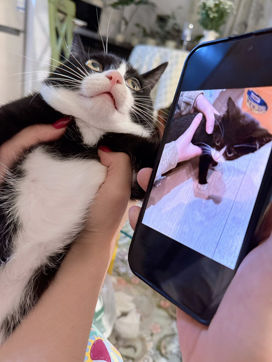 命运戏弄大馋猫