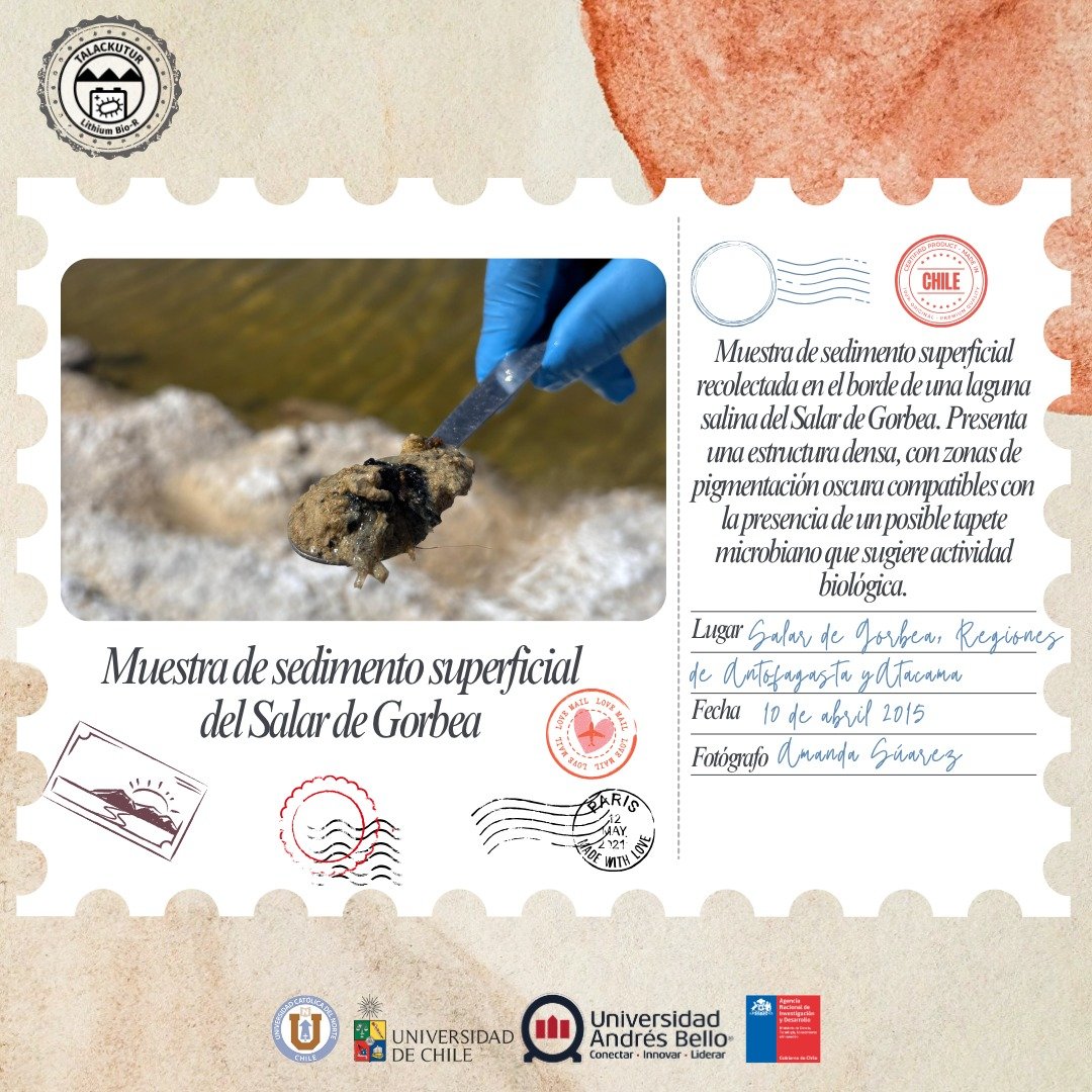 Lithium_rucn's tweet image. #PostalesTalackutur!
📍 Tercera postal
📆 Abril 2025 – Campaña de terreno
🧭 Salar de Gorbea, Regiones de Antofagasta y Atacama, Altiplano chileno (aprox. 3,946 m s.n.m.)
📷 Fotografía: Amanda Suárez