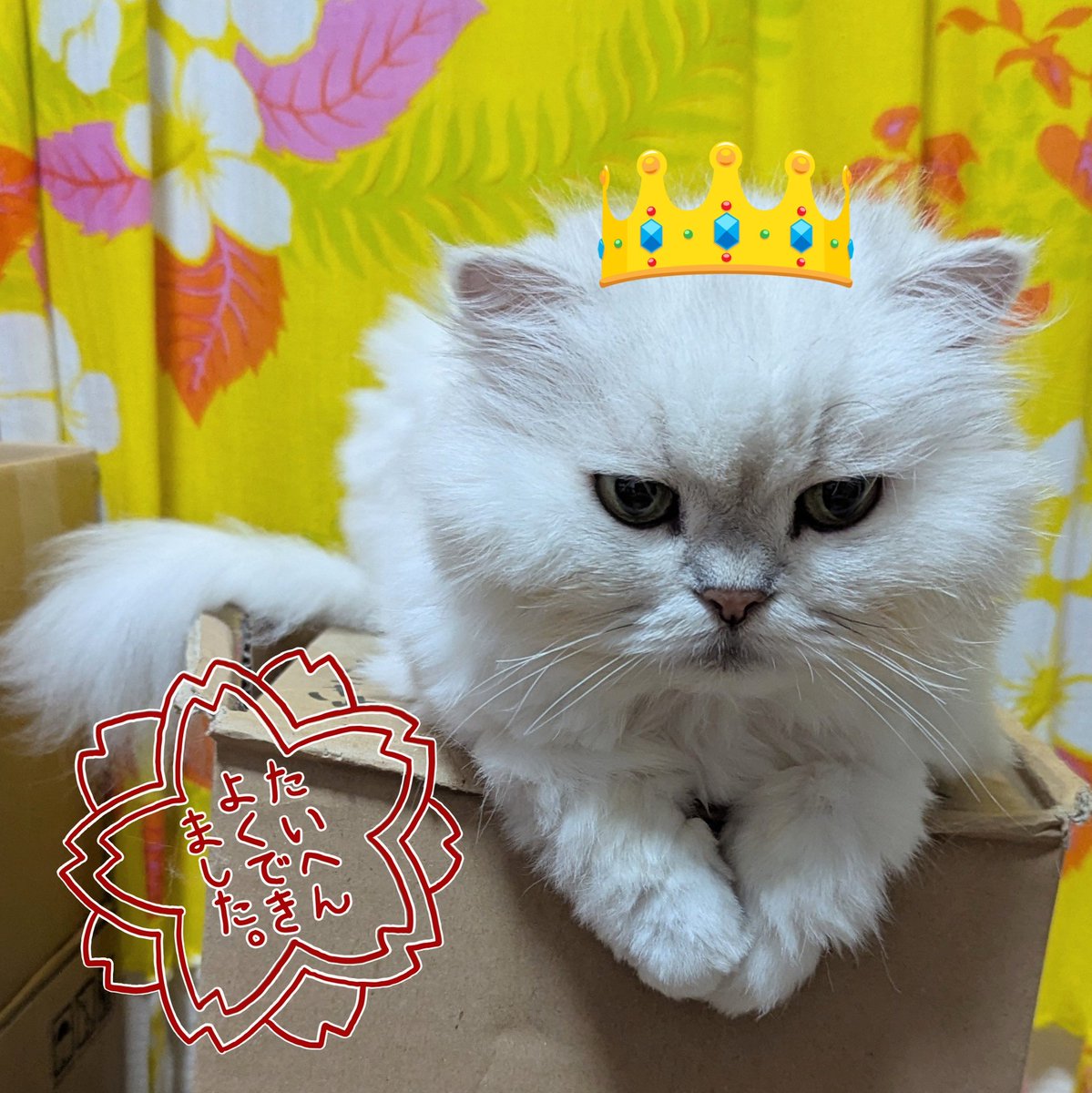 maychikorilalan's tweet photo. おてて揃えるの
たいへんよくできました✨✨
#猫の居る暮らし https://t.co/DSmG8UHoYn